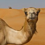 Ouarzazate film studios tour