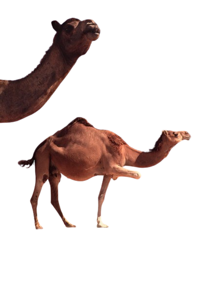 Imlil trekking adventure